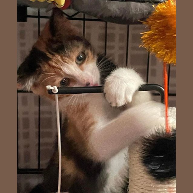 Photo of Crumpet (Located In Rowville)