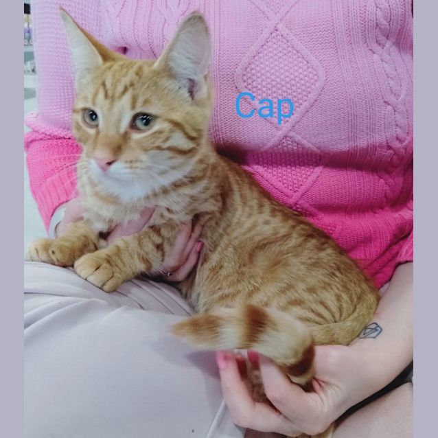 Photo of Cap