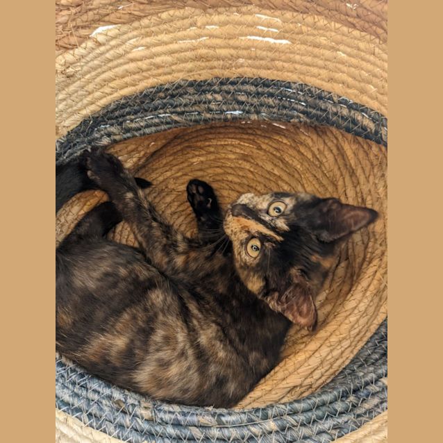 Photo of Smudge 💖