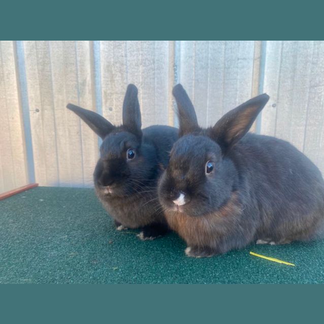 Photo of Lucky & Dover 