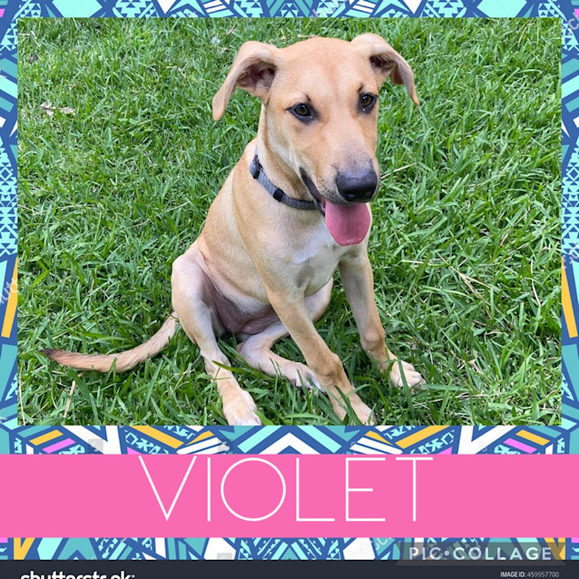 Photo of Violet