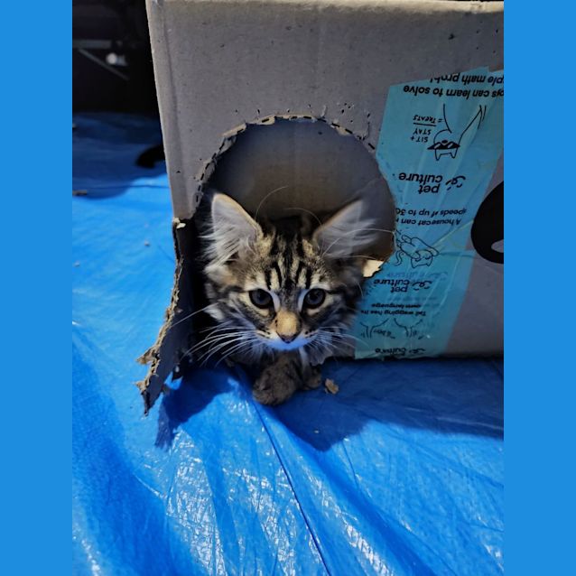 Photo of Scruffy