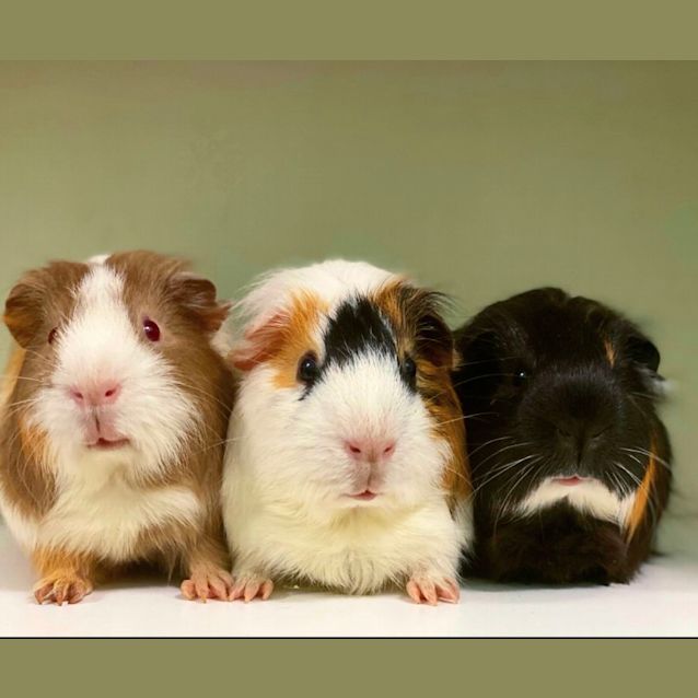 Photo of Reggie, Winston & Bill