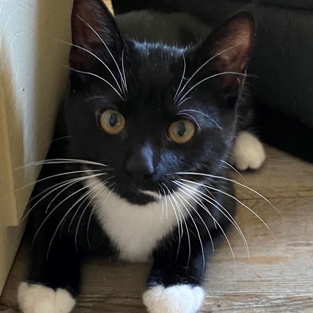 Photo of Purrcy