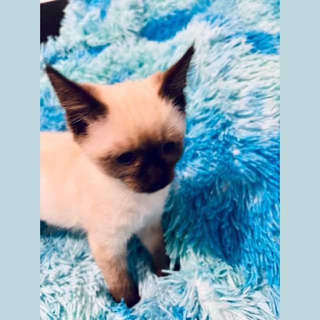 Photo of Monty   Located In Cranbourne