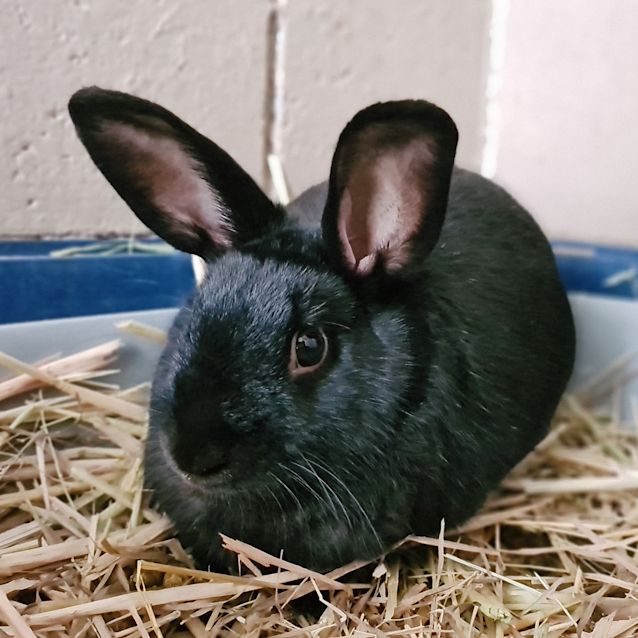 Photo of Rosita