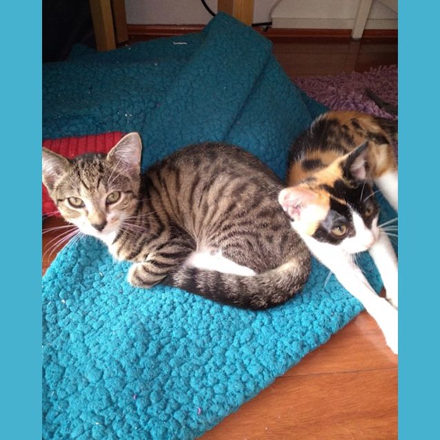 Photo of Mabel & Hunter