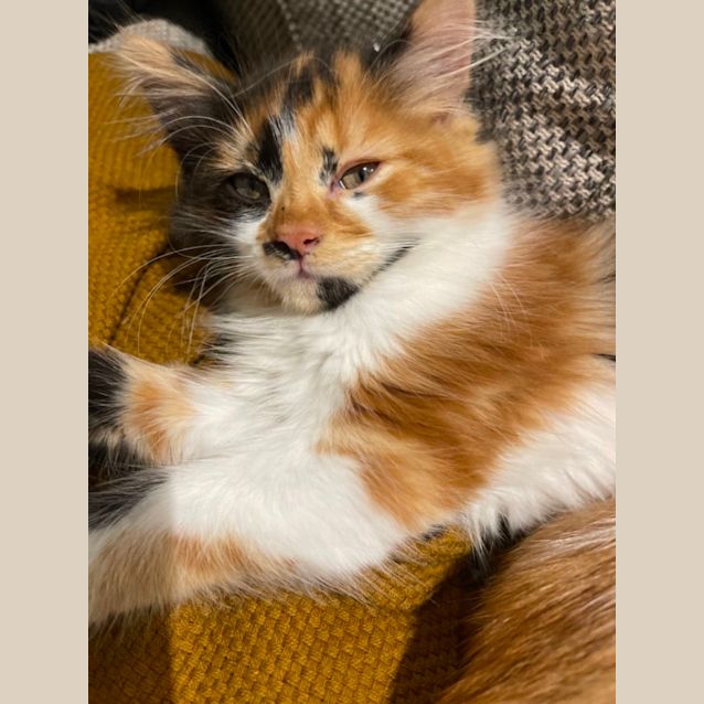 Photo of Calico