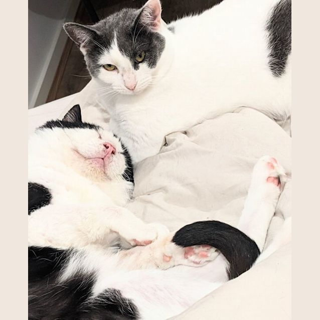 Photo of Shrek And Fiona   Located In Endeavour Hills