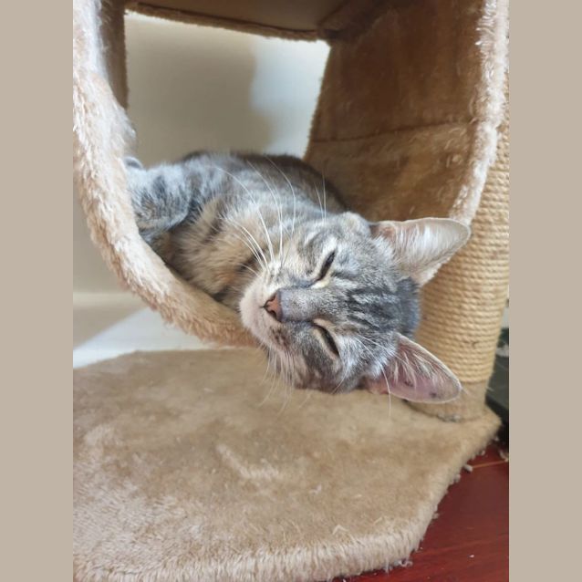 Photo of Rosie