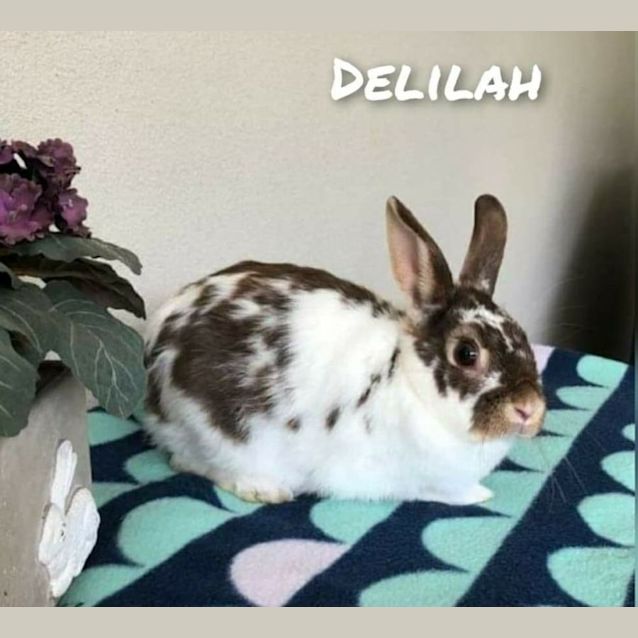 Photo of Delilah (Located In Frankston)