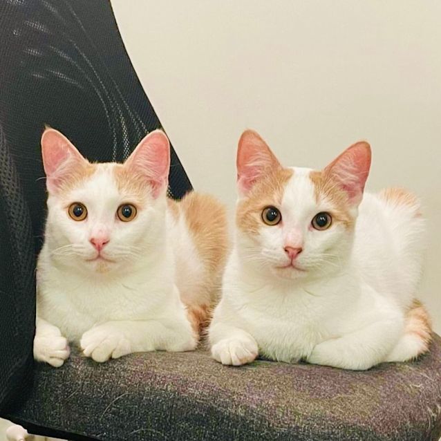 Photo of Sonny And Scout