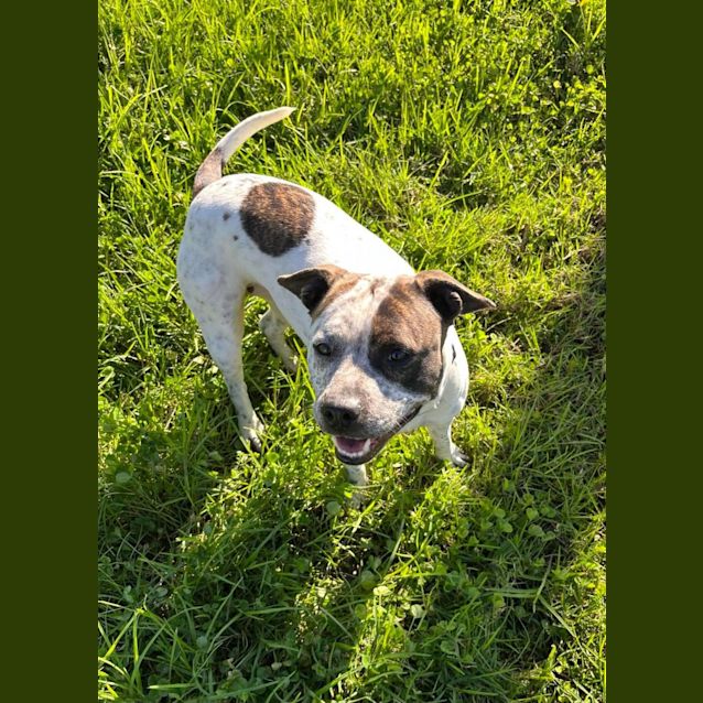 Photo of Bindi