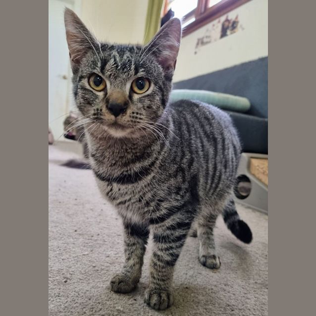 Photo of Bernadette (Bernie)