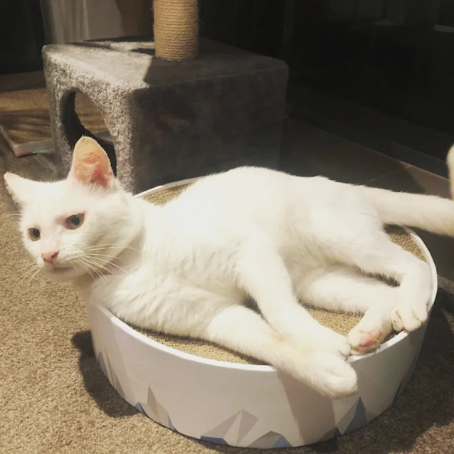 Photo of Snowie