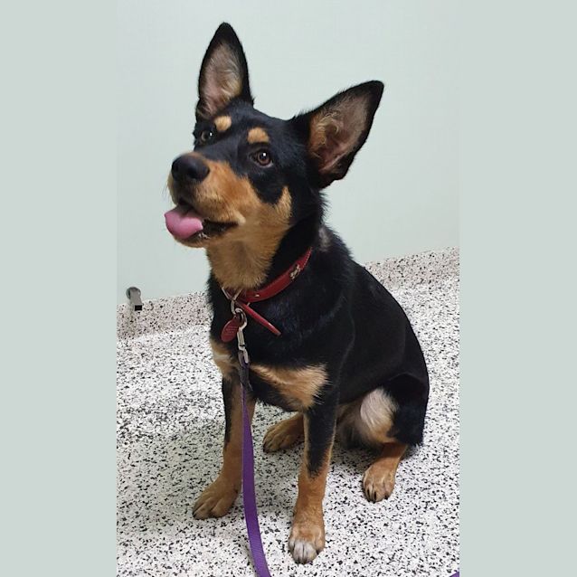 Photo of Cruiz