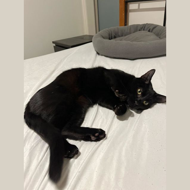 Photo of 🖤Black Night🖤