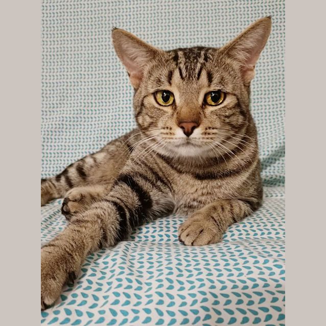Photo of Loki