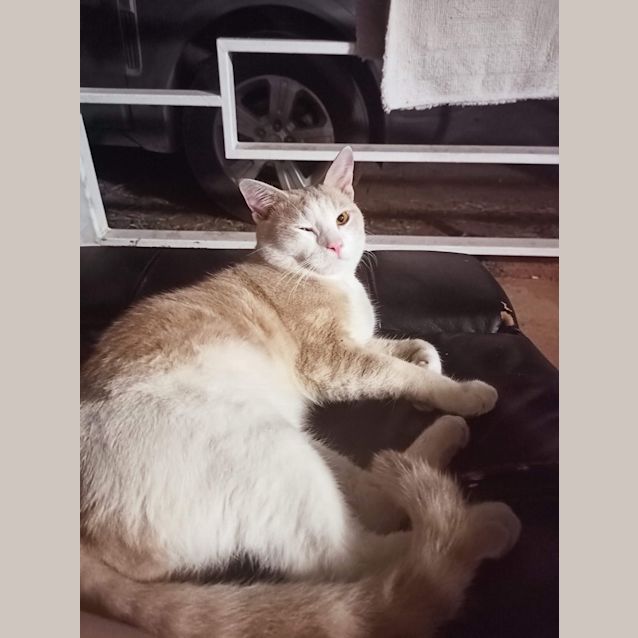 Photo of Jaffa (Jade)