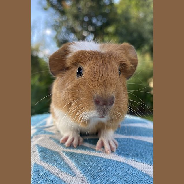 Photo of Professor Marmalade