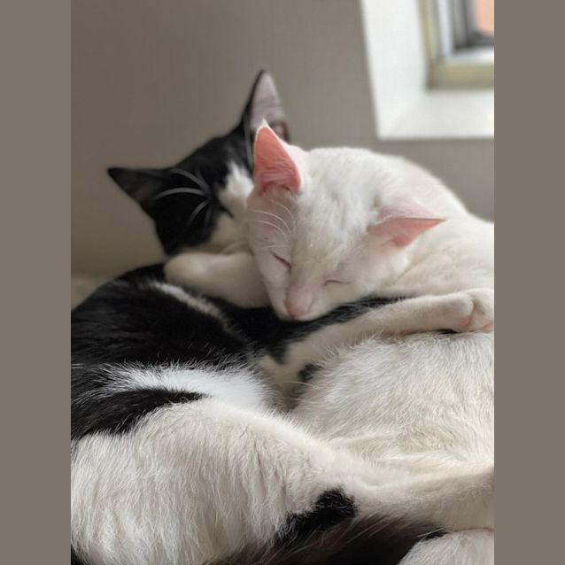 Photo of Bodhi & Puddles