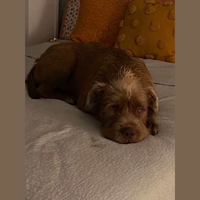 Photo of Louie