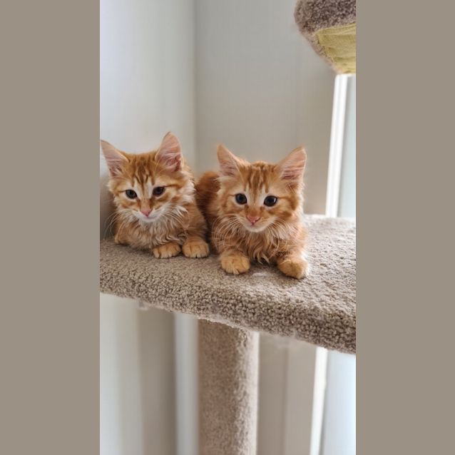 Photo of Har Gow & Baozi