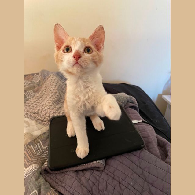 Photo of Dexter