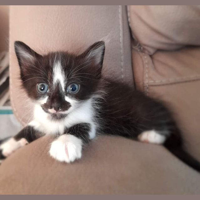 Photo of Clark Gable