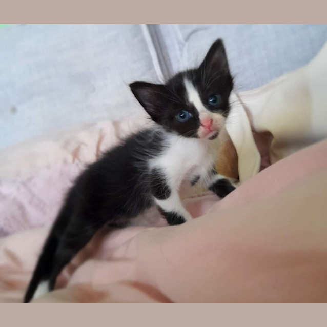 Photo of Shirley Temple