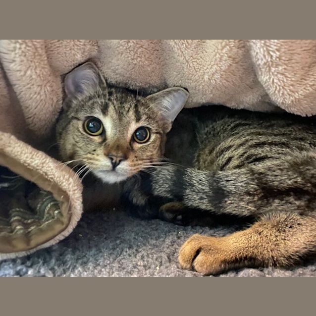 Photo of Peach