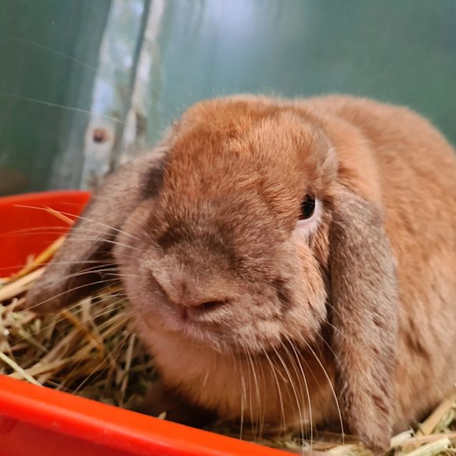 Photo of Mortimer