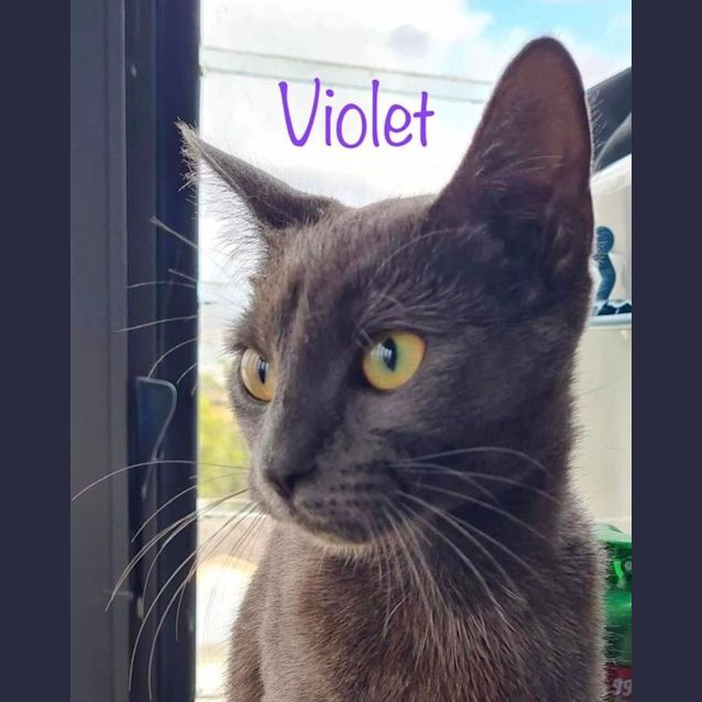 Photo of Violet