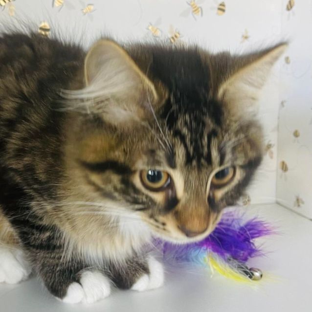 Photo of Gremlin   Meet Me At Pet Stock Mitcham