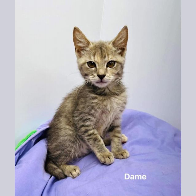 Photo of Dame
