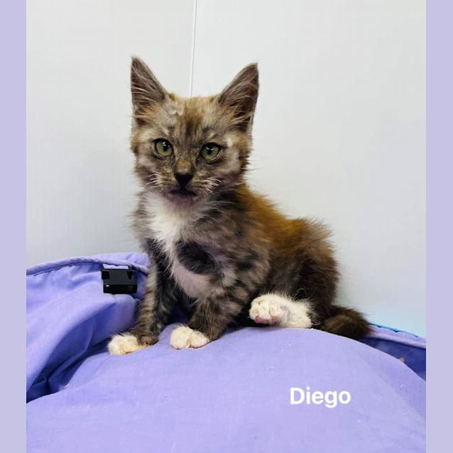 Photo of Diego