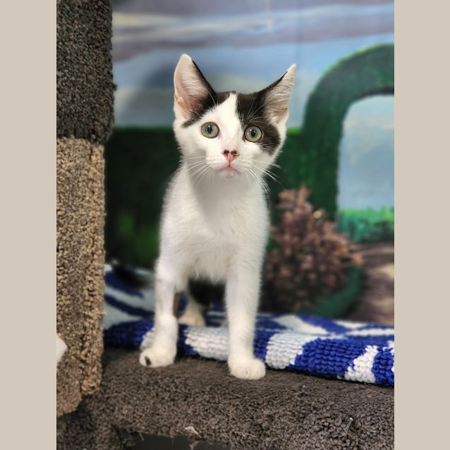 Photo of Pygmy 