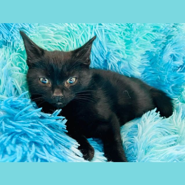 Photo of Manfred   Located In Cranbourne
