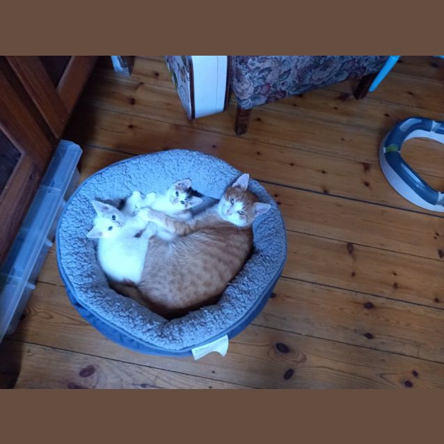 Photo of Mow Mow