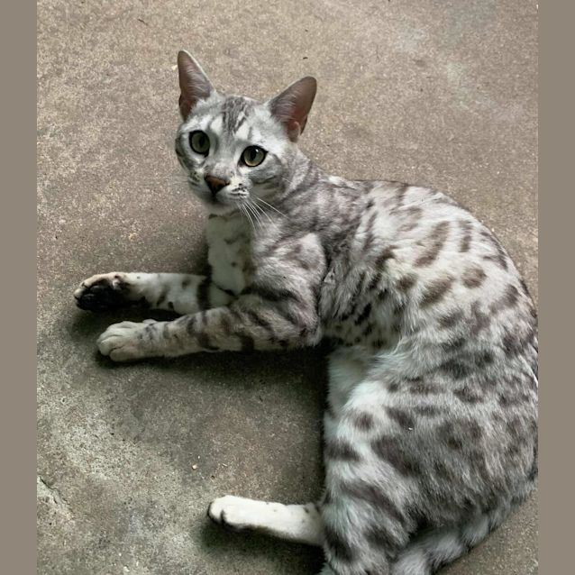 Photo of Scooter