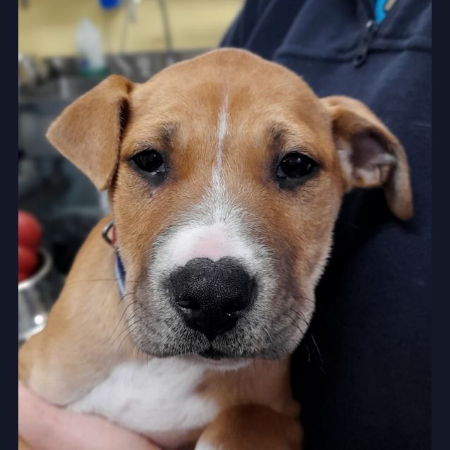 Photo of Archie 