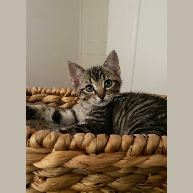 Photo of C1049 Peanut