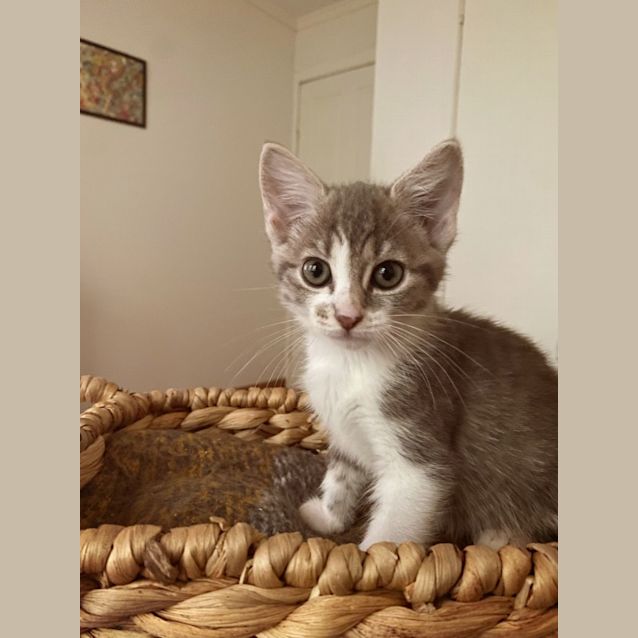 Photo of C1050 Cashew