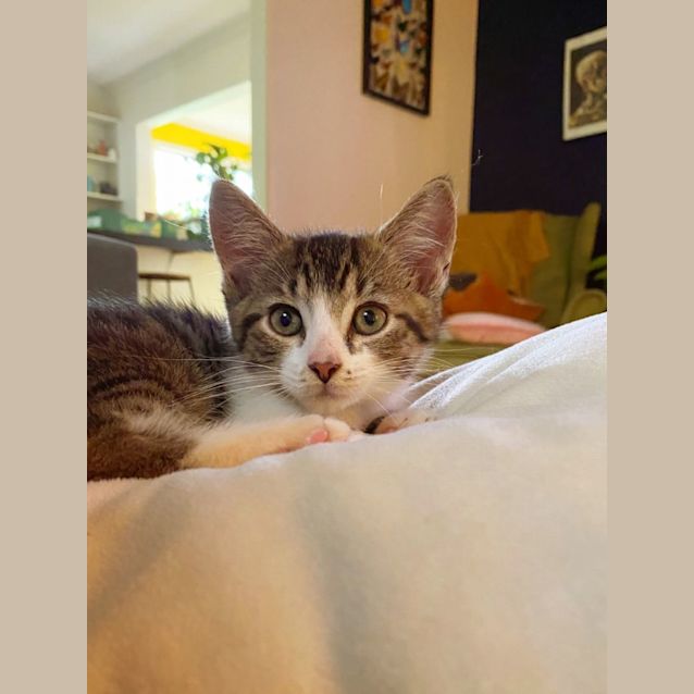 Photo of C1051 Hazel