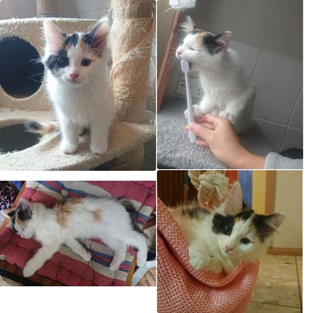 Photo of Lily**2nd Chance Cat Rescue**