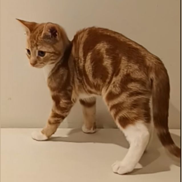 Photo of Froggy**2nd Chance Cat Rescue**