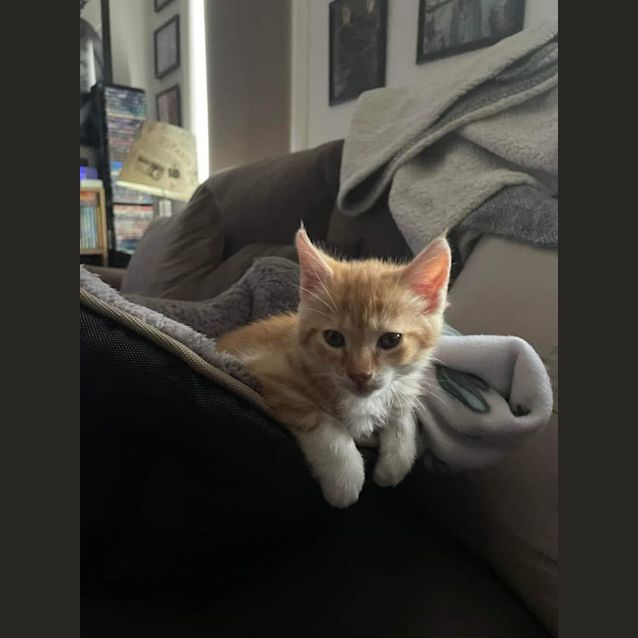 Photo of Finley**2nd Chance Cat Rescue**