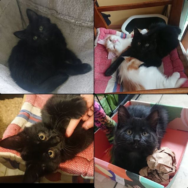Photo of Luna **2nd Chance Cat Rescue**