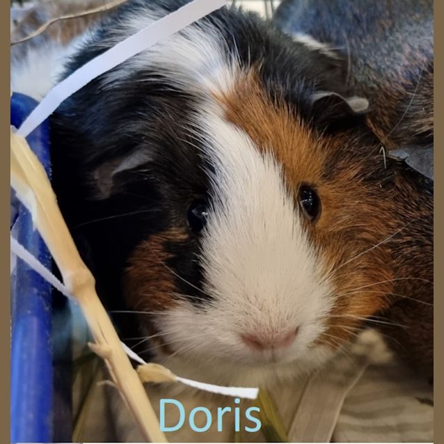 Photo of Doris