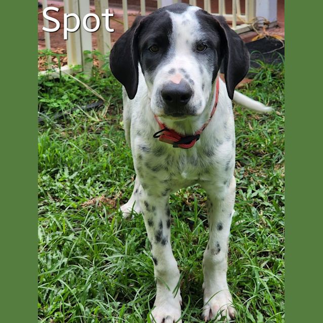 Photo of Spot